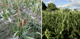 Climate change challenge: How to ‘future proof’ crops